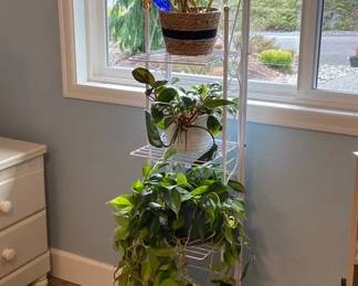 3 Healthy House Plants with White Metal Stand