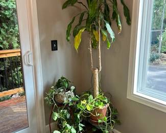 Three Potted House Plants With Two Stands Including A Tall Dracaena Fragrans