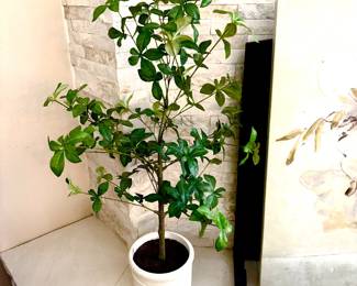 Assorted silk greenery