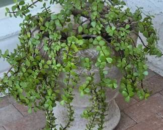 Tan Pedestal Pot W Elephant Bush