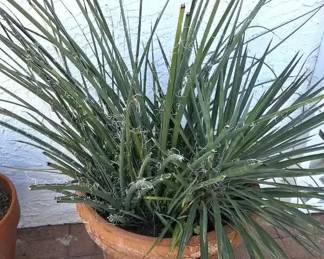 Lg Planted Yucca