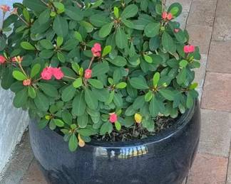 Glazed W Christmas Cactus