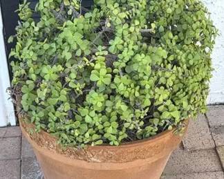 Elephant Bush In Terracotta Pot