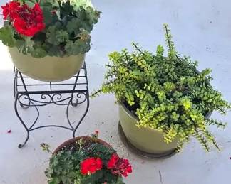 Geraniums, Elephant Bush  Stand