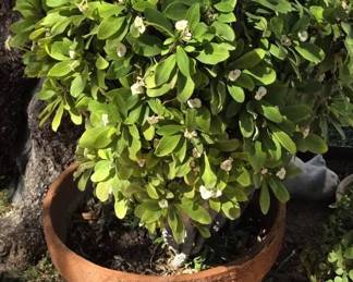 White Xmas Cactus In Terracotta Pot