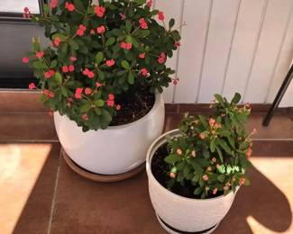 Xmas Cactus In White Glazed Ceramic 