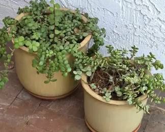 Elephant Bush In Glazed Pots