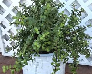 Elephant Bush In White Glazed Pot