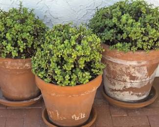 3 Elephant Bush In Terracotta Pots