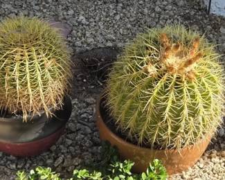 Barrel Cactus In Pots