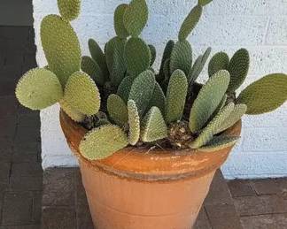 Bunny Ear Cactus