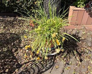 Daylily Plant (Hemerocallis sp.) in Pot