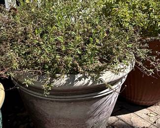 Large Composite Planter with Creeping Thyme and Chamomile