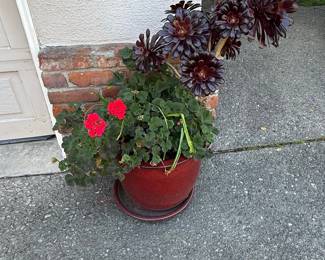 Aeonium arboreum 'Zwartkop' with Red Geraniums in Red Ceramic Pot