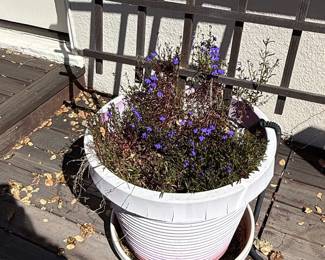 White Plastic Planter with Lobelia Flowers