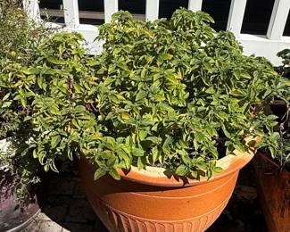 Terracotta Fluted Planter with Basil Plant