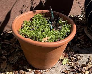 Creeping Thyme in Terracotta Pot