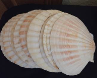 Collection of Scallop Shells