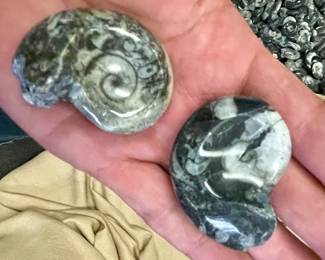 Ammonites