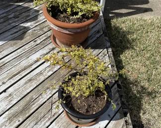 Plants and planters