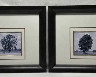 Tall  Stately  Open Space