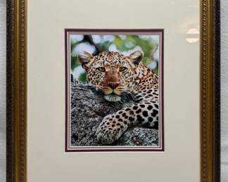 Hang Out With A Leopard