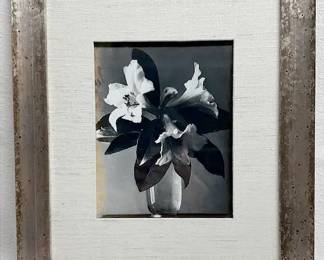 BW Photo of Rhododendrons