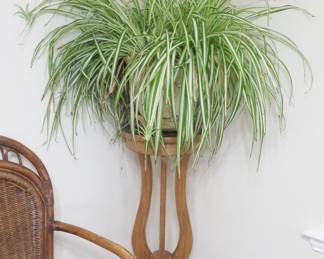 Spider plant, Pulaski plant stand