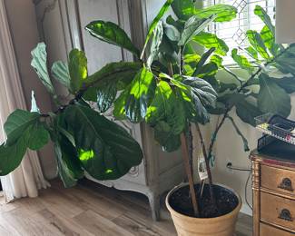 Huge plant makes design statement 