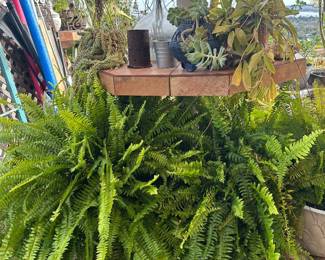 Large ferns and plants galore everywhere