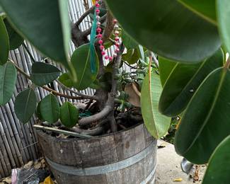 Just the barrel pot of the rubber tree plant is 28” diameter 