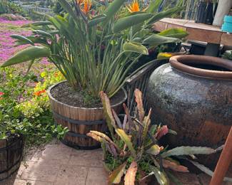 Bird of paradise in barrel planter 
