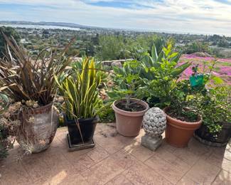 Plants and pots with pots and plants