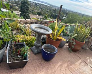 Chili peppers among dozens of great plants and pots
