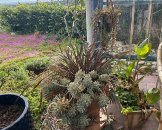 Instant yard garden guru approved