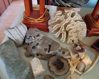 Fossils and Coral