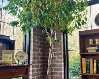 ($200- Live Ficus tree, 8 ft.)