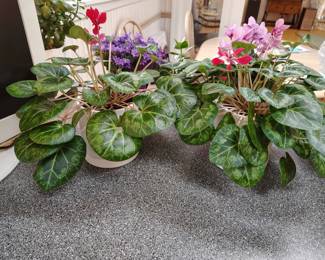 potted indoor plants