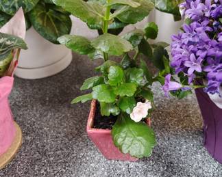 indoor/outdoor flower plants