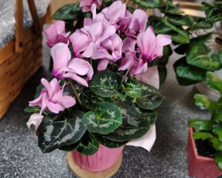 indoor flower plants