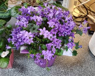 indoor/outdoor flower plants