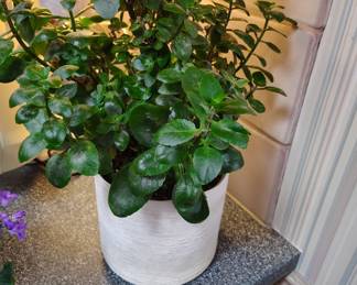 flower pot with plants