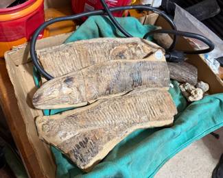 Fossils 