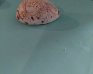 Tiger Hand carved shell