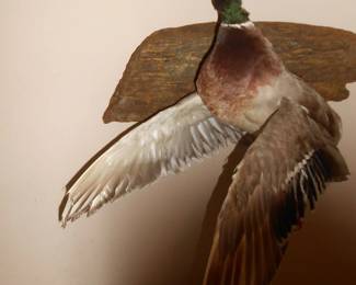 Mounted Duck