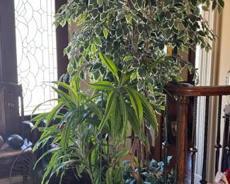 Indoor plants and pots