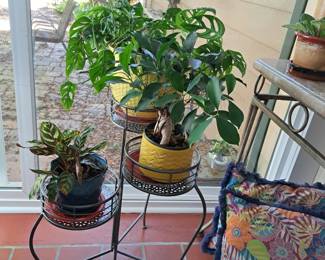 LIVE PLANTS - MORE OUTDOORS TOO