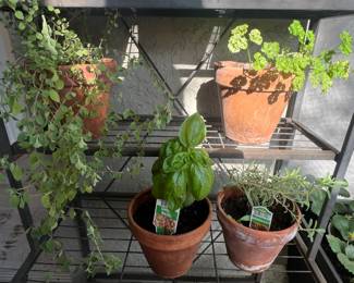Assorted Potted Herbs Basil, Rosemary, Parsley, Oregano