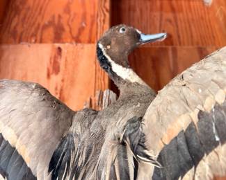 Taxidermy duck mount, close-up detail, wings spread