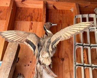Taxidermy bird mount, wings spread, duck or pheasant